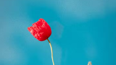 D Voice ft Mbosso – Tunapendana